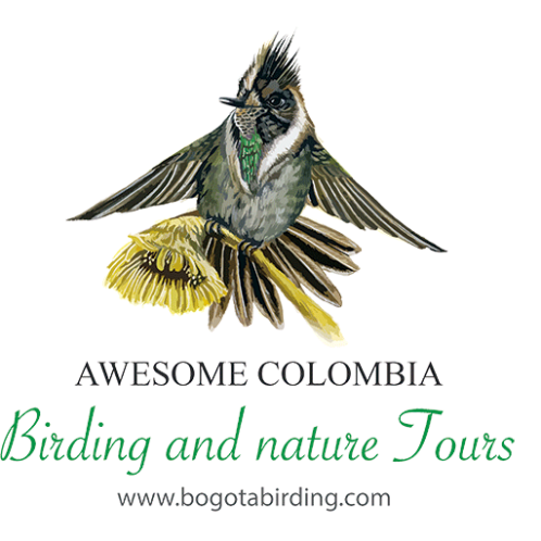 Bogota Birding